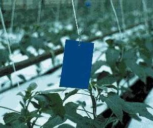 BLUE STICKY CARD TRAPS – RETAIL GPM105 -0